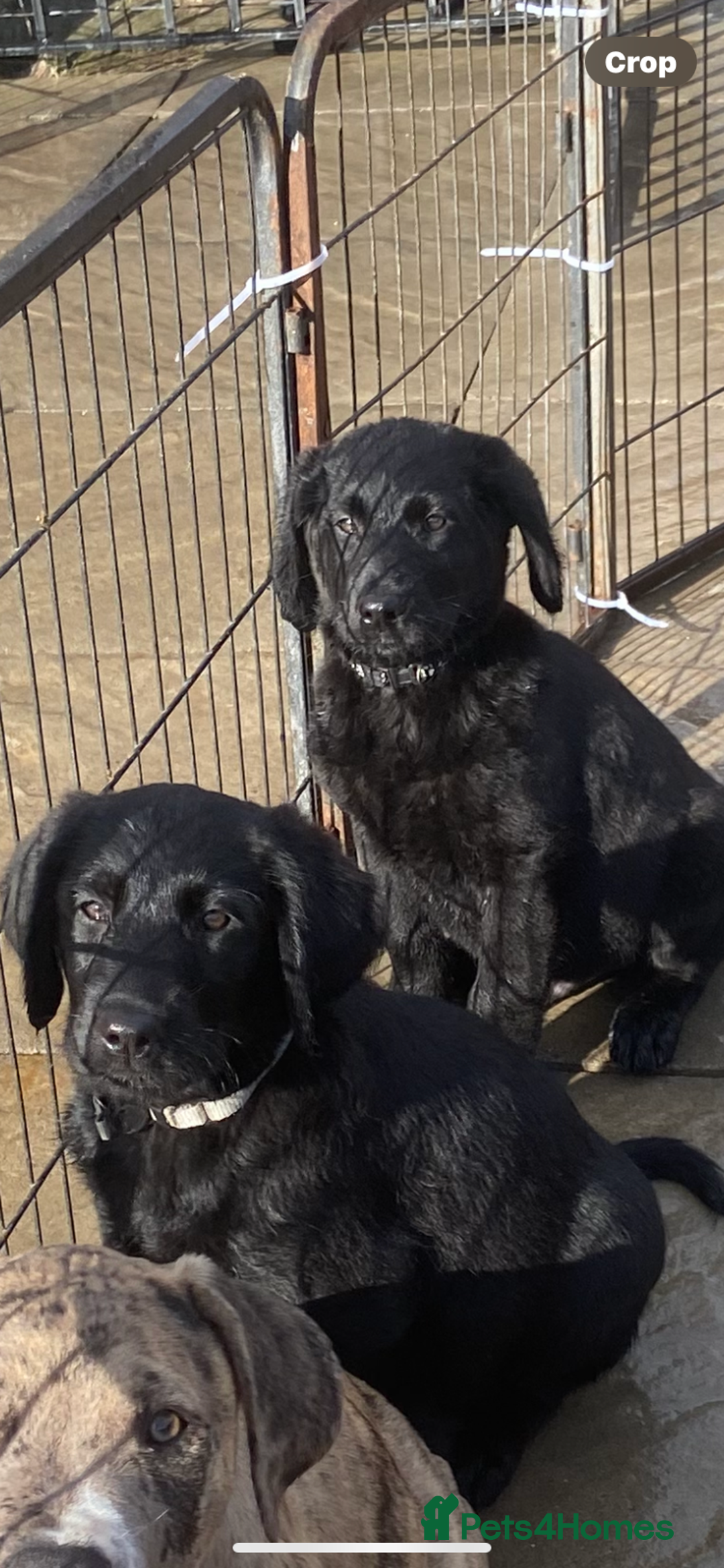 Labradoodle dogs for sale: F1 labradoodles  - Image 10