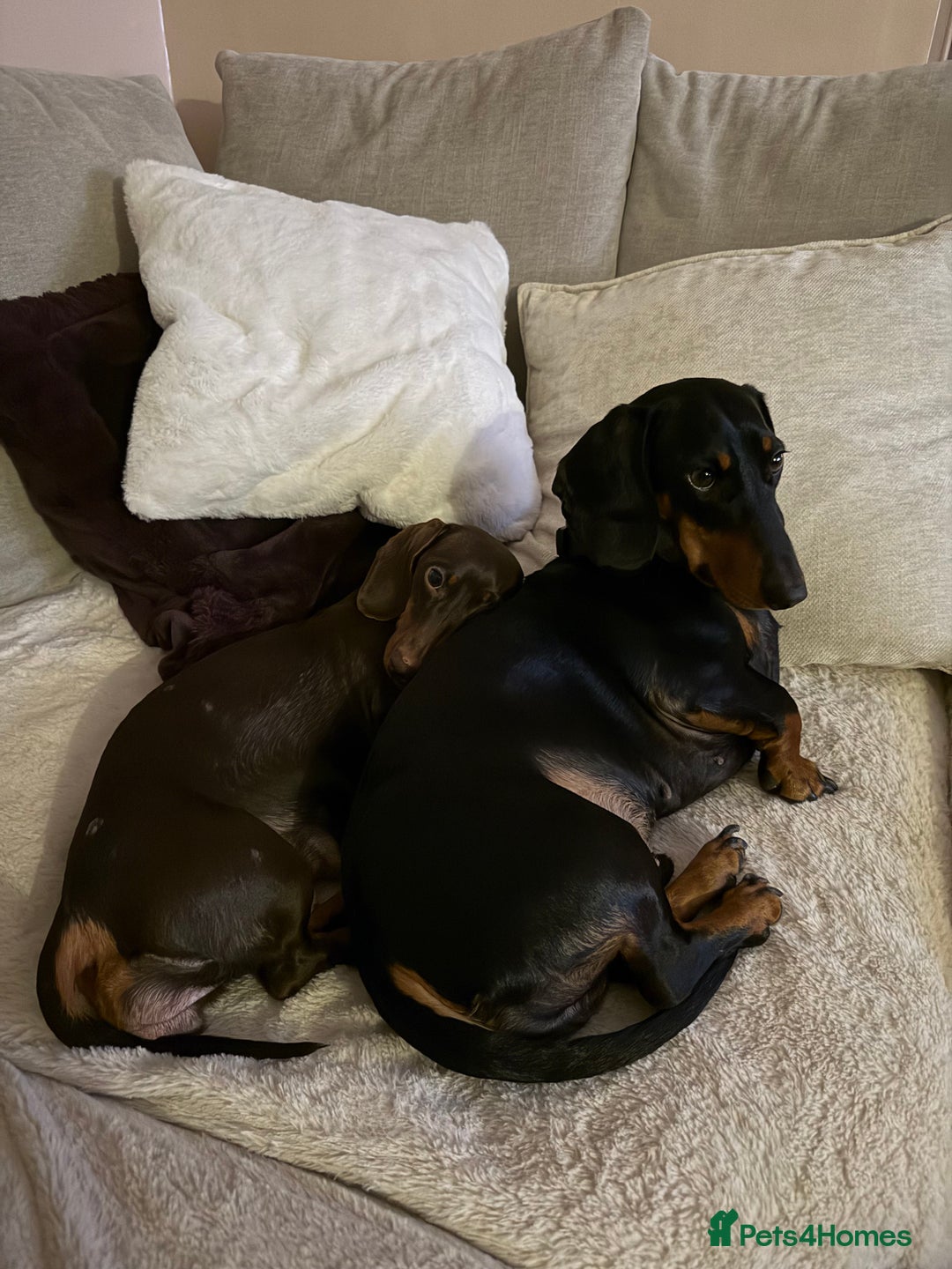 Miniature Dachshund dogs for sale: 2 x Dachshund Minis - Males - Advert 7
