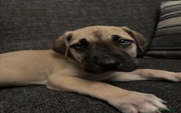 Mixed Breed dogs for sale: Mastiff x Great Dane  - Advert 4