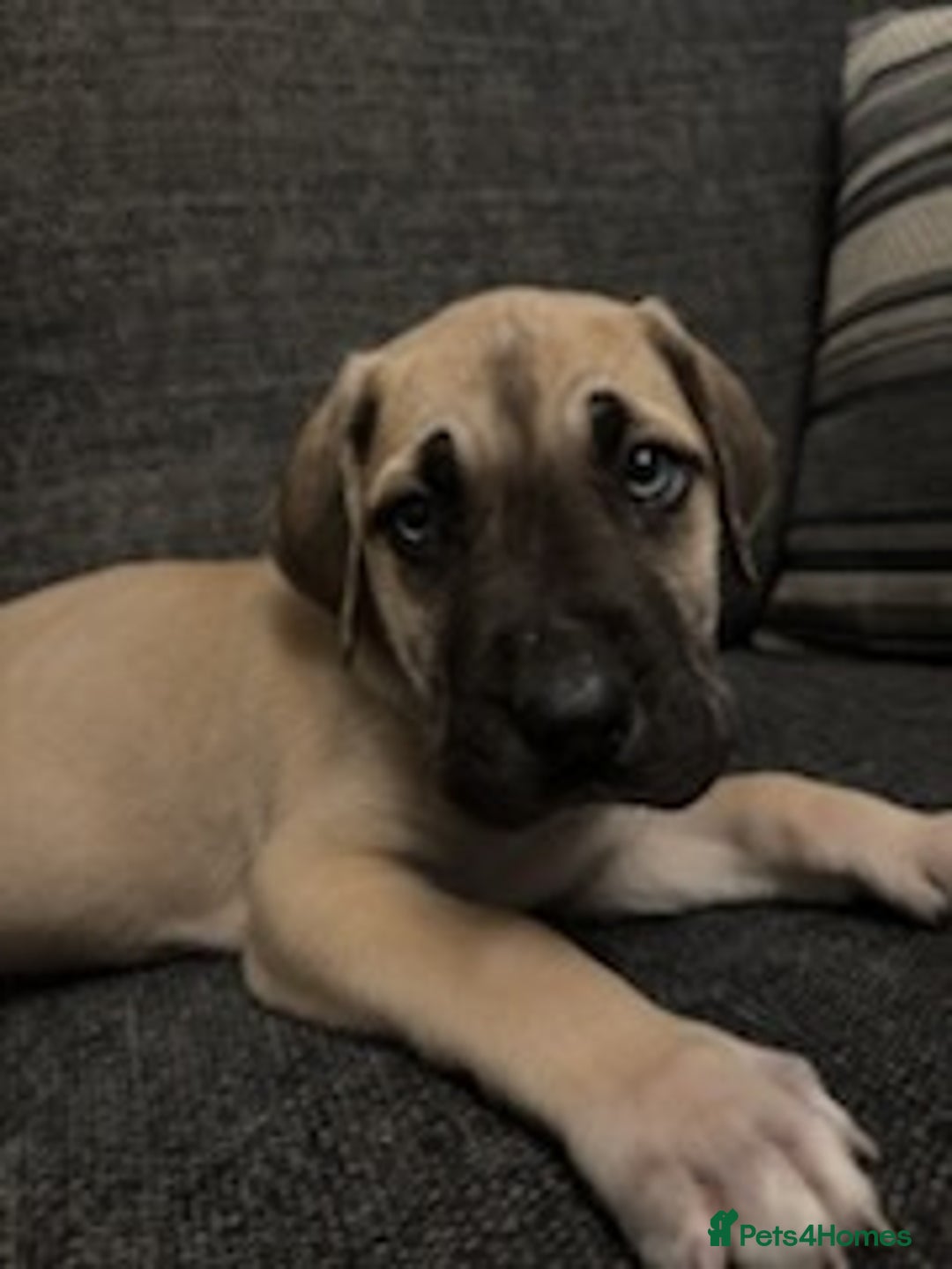 Mixed Breed dogs for sale: Mastiff x Great Dane  - Advert 4