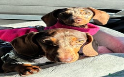 Miniature Dachshund dogs for sale: 💛 Loving Dapple Miniature Dachshund Pair 💛 - Image 1