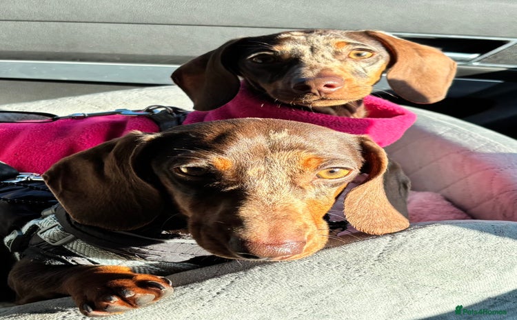 Miniature Dachshund dogs - Advert 8