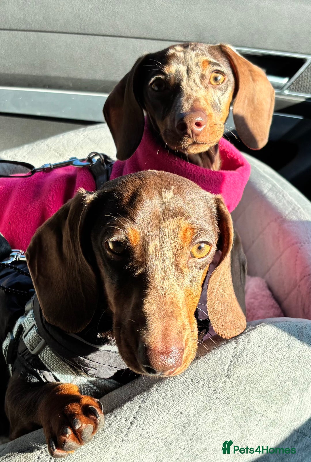 Miniature Dachshund dogs for sale: 💛 Loving Dapple Miniature Dachshund Pair 💛 - Image 1