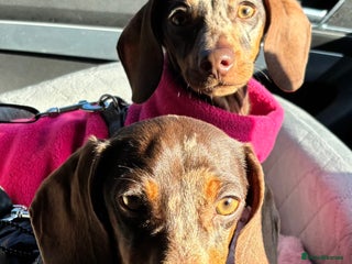 Miniature Dachshund dogs for sale - Advert 1