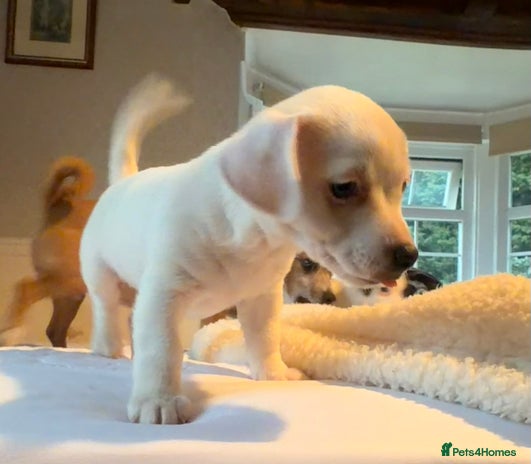 Mixed Breed dogs - Advert 11