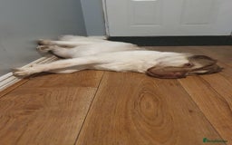 Mixed Breed dogs for sale: 3 beautiful bitches - Image 17