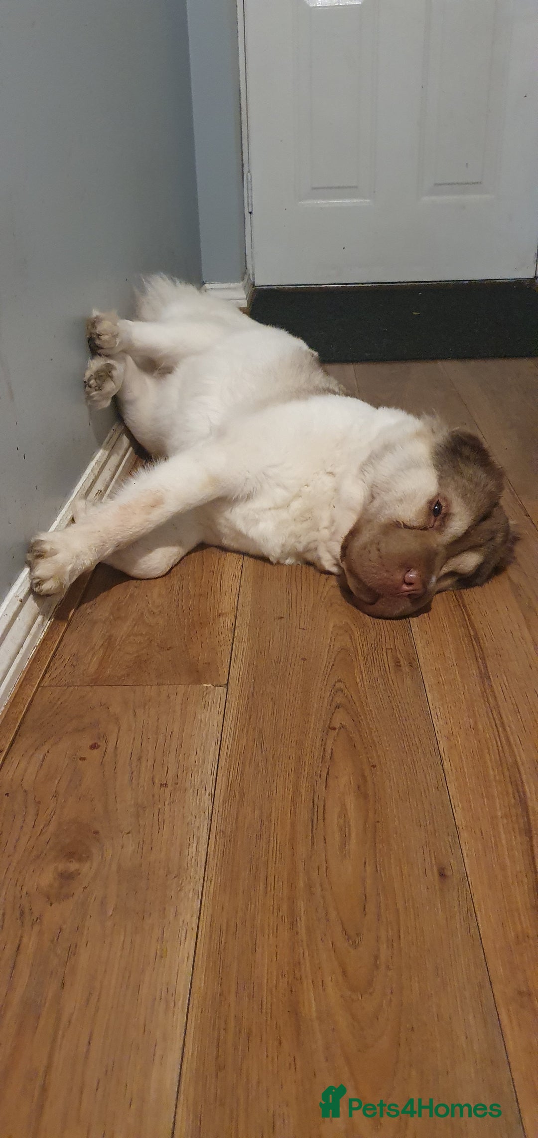 Mixed Breed dogs for sale: 3 beautiful bitches - Image 17