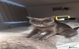 British Shorthair cats for sale: Beautiful grey female cat - Image 9