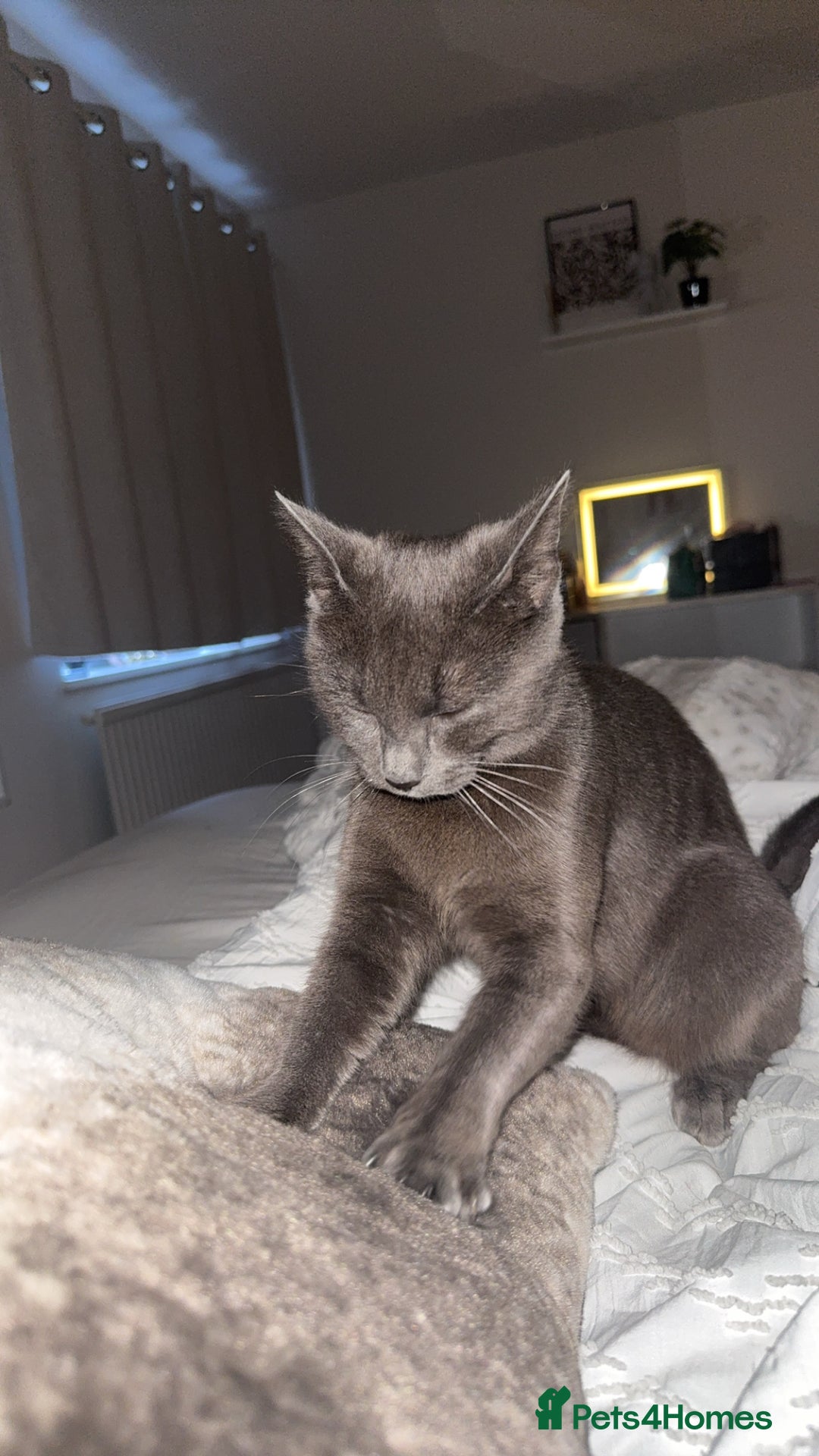 British Shorthair cats for sale: Beautiful grey female cat - Image 9