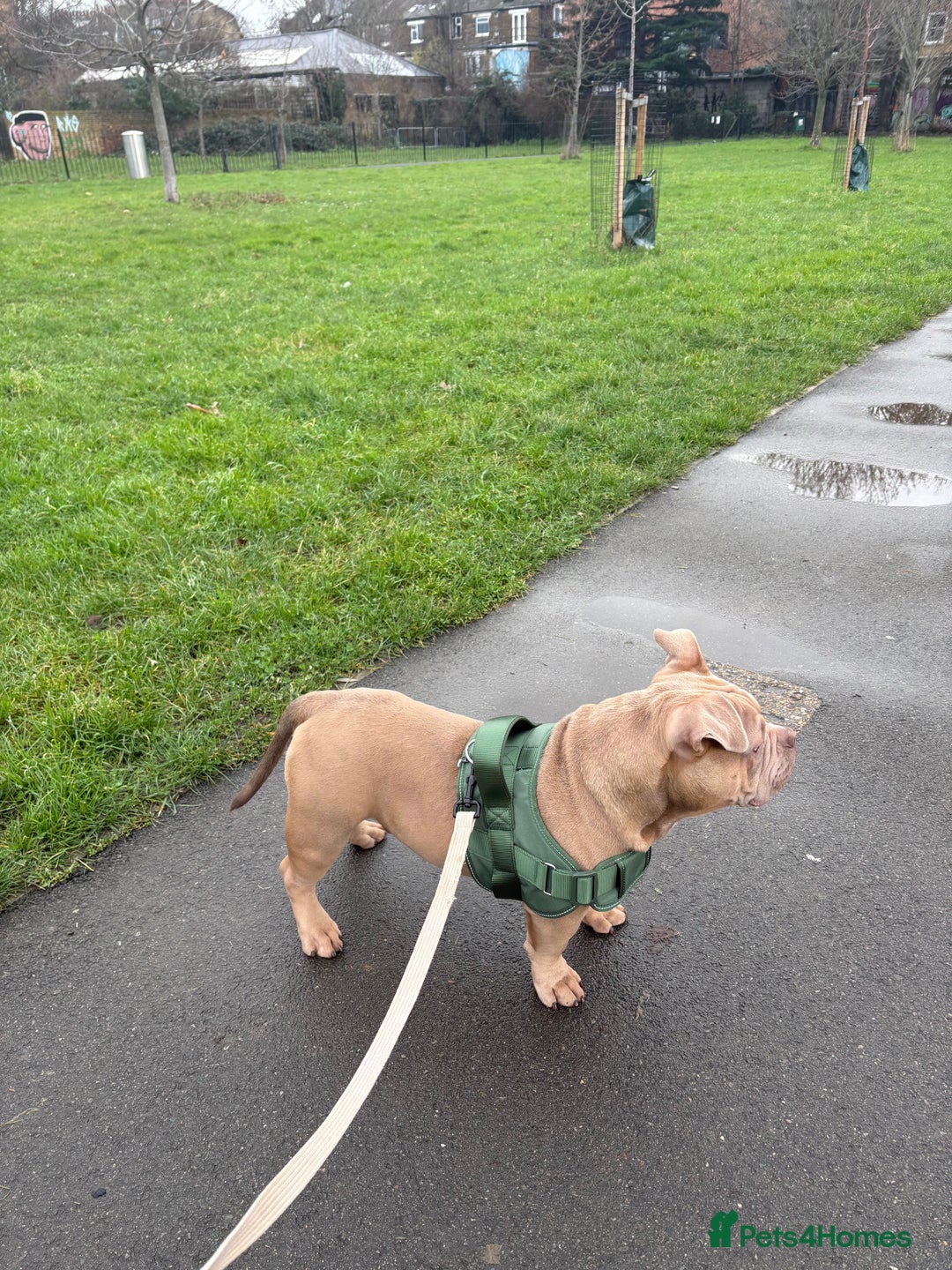 American Bully dogs for sale: Pocket American bully  - Advert 3