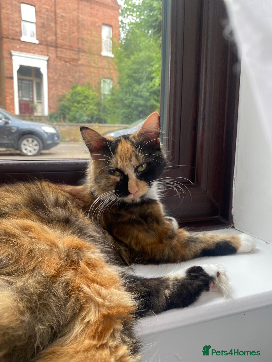 Mixed Breed cats for sale: Lovely cat - Image 4