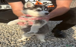 Pomsky dogs for sale: Beautiful F4 blue eyed Pomsky puppies  - Image 3