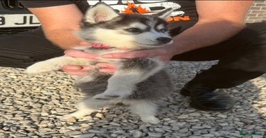 Pomsky dogs - Advert 16