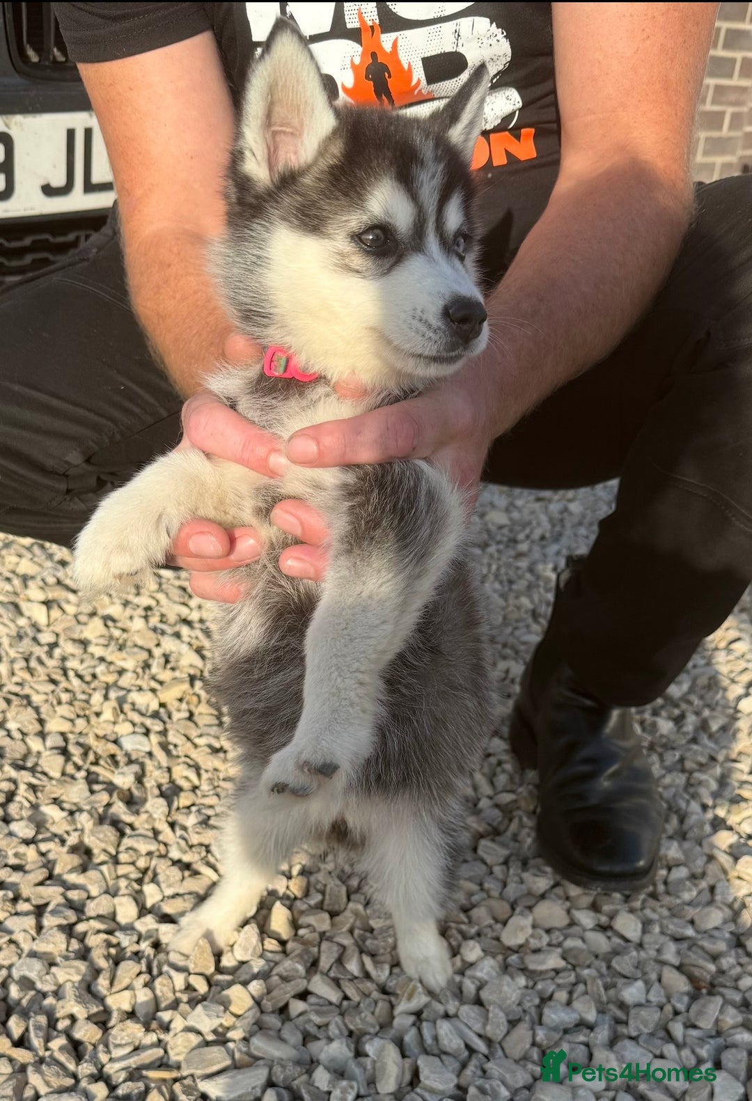 Pomsky dogs for sale: Beautiful F4 blue eyed Pomsky puppies  - Image 3