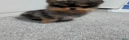 Pomeranian dogs for sale: Pedigree Pomeranian puppy's  - Advert 9