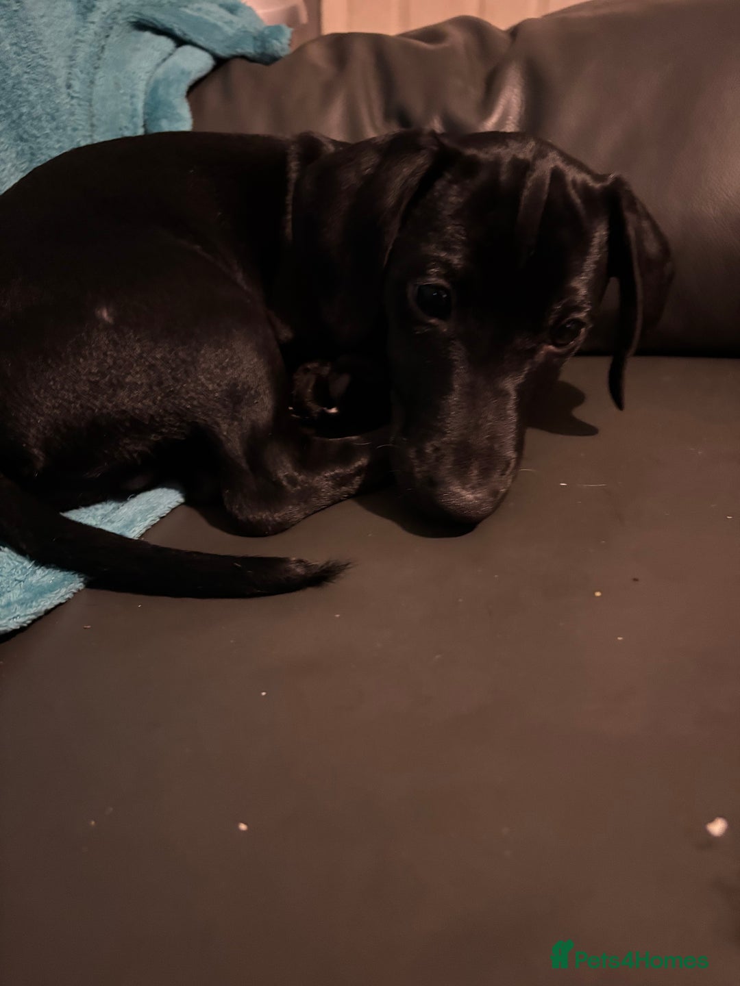 Mixed Breed dogs for sale: Beautiful boy  - Image 7