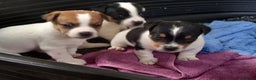 Jack Russell dogs for stud: proven small jackrussell boy for stud only  in Sheerness - Advert 8