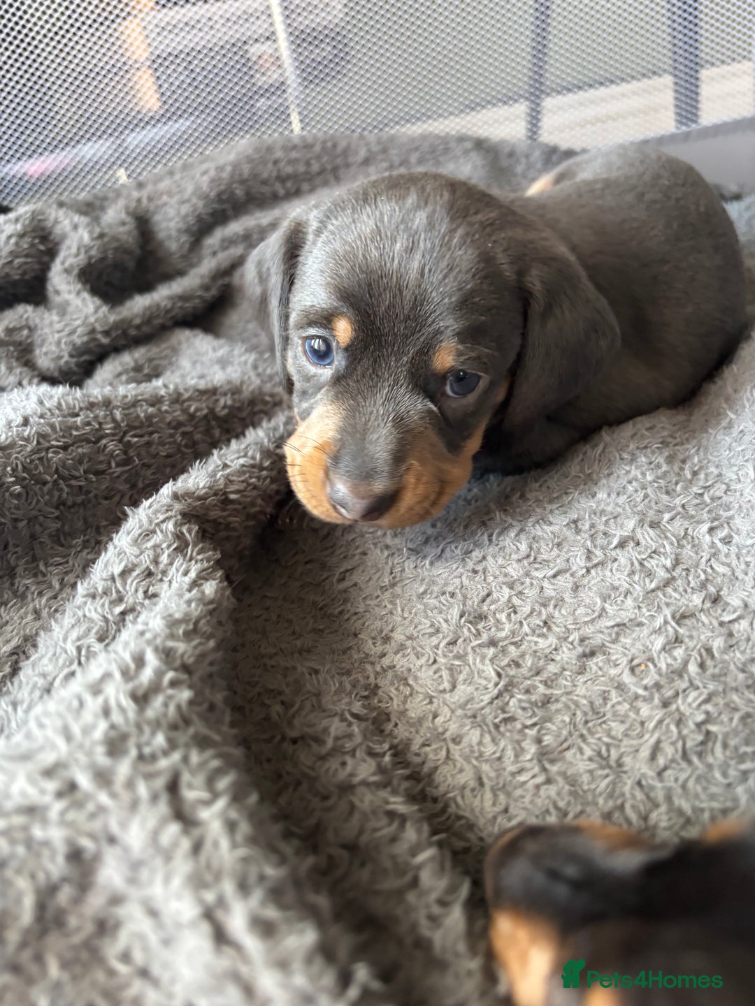 Miniature Dachshund dogs for sale: READY IN ONE WEEK! miniature dachshund puppies ⭐️ - Image 14