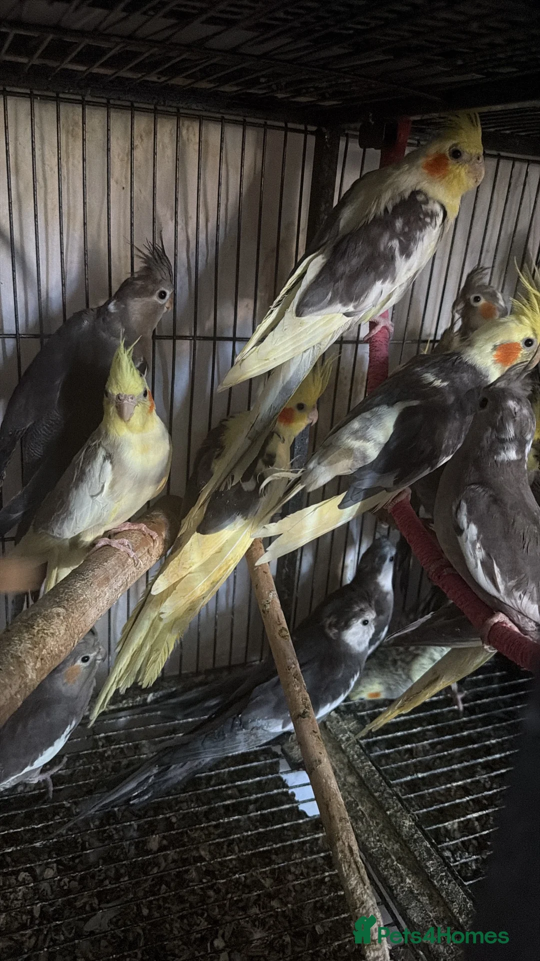 Cockatiels birds for sale: Cockatiels and Budgies birds  in London - Advert 10
