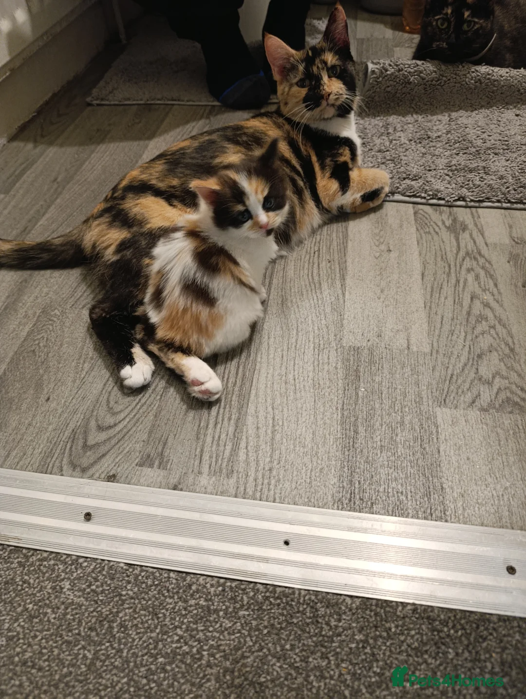 Mixed Breed cats for sale: Mini covs :D - Advert 20