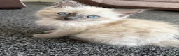 Ragdoll cats for sale: Beautiful 11-Week-Old Ragdoll Kitten 🩷 - Advert 4
