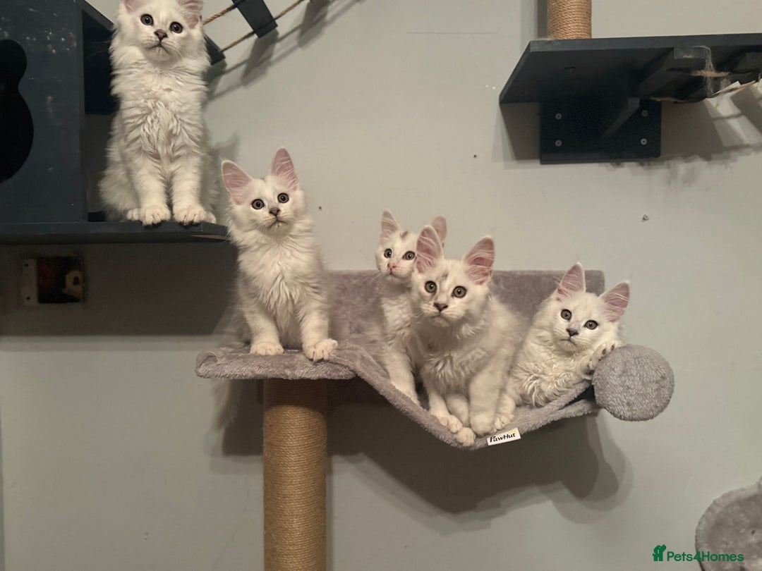 Maine Coon cats for sale: TICA Reg Blue Silver Shaded MaineCoon Kittens  - Advert 22