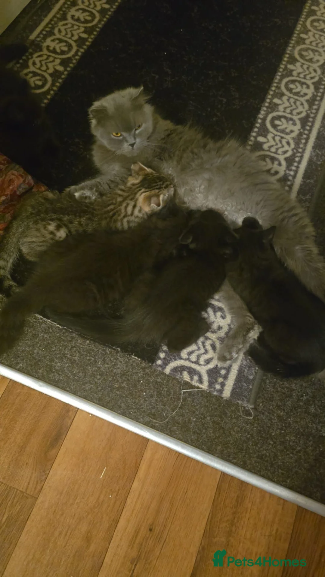 Scottish Fold cats for sale: Black british shorthair kittens  - Advert 1