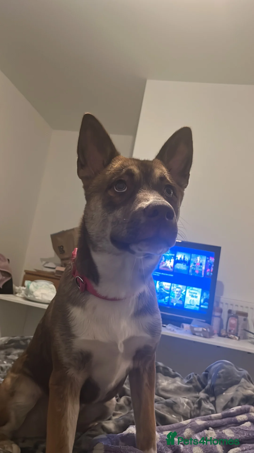 Mixed Breed dogs for sale: Siberian husky x American bulldog in Leicester - Advert 1