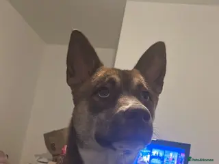 Mixed Breed dogs Siberian husky x American bulldog - Advert 3