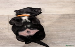 Jack Russell dogs for sale: Black jack Russell puppies  - Image 3