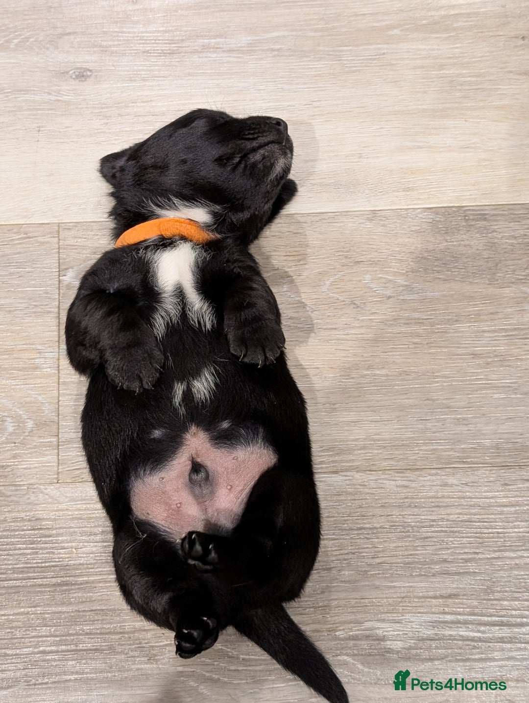 Jack Russell dogs for sale: Black jack Russell puppies  - Image 3