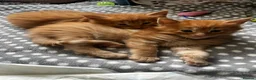 Maine Coon cats for sale: Majestic Fire Maine Coon Kittens - Advert 32