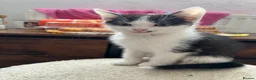 Mixed Breed cats for sale: Kittens are ready now  - Advert 2