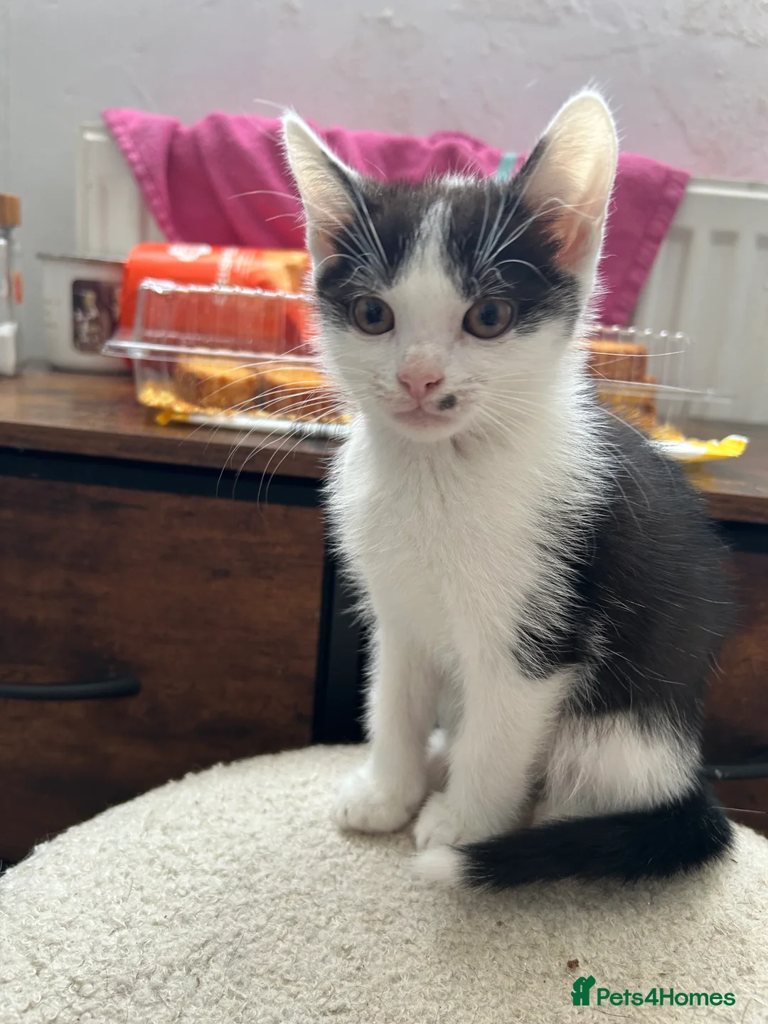 Mixed Breed cats for sale: Kittens are ready now  - Advert 2
