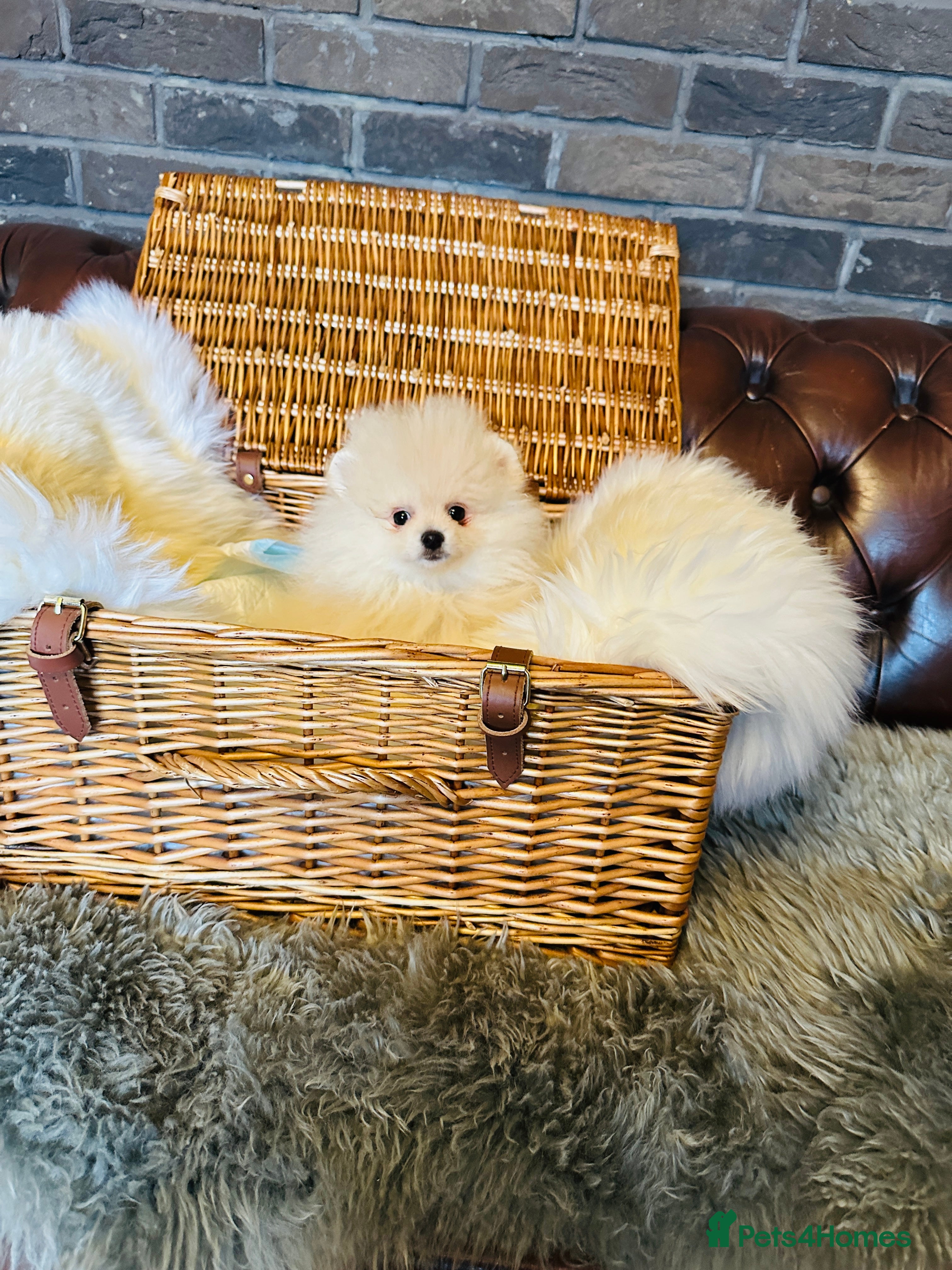 Pomeranian dogs Last KC pomeranian BOY ready to leave now !  - Advert 8