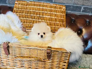 Pomeranian dogs Last KC pomeranian BOY ready to leave now ! - Advert 8