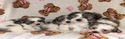 Shih Tzu dogs for sale: Shih Tzu Puppies  - Advert 2