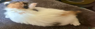 Mixed Breed 4