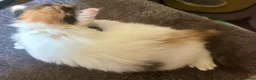 Mixed Breed cats for sale: Star has had a lovely litter of 5! - Advert 3
