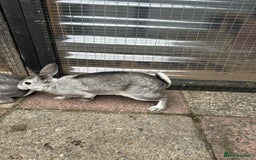 Rex rabbits for sale: 2 male Rex’s for sale  - Advert 3
