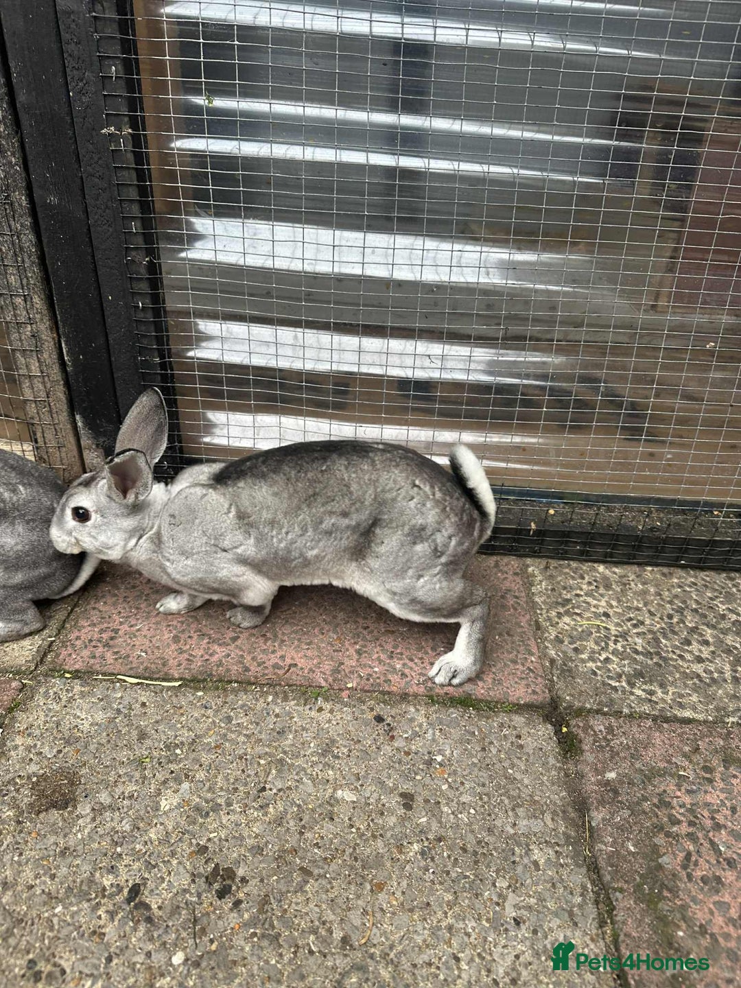 Rex rabbits for sale: 2 male Rex’s for sale  - Advert 3