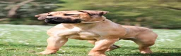 Boerboel dogs for sale: Topguard Kennels 2026 waitlist now open! - Advert 6