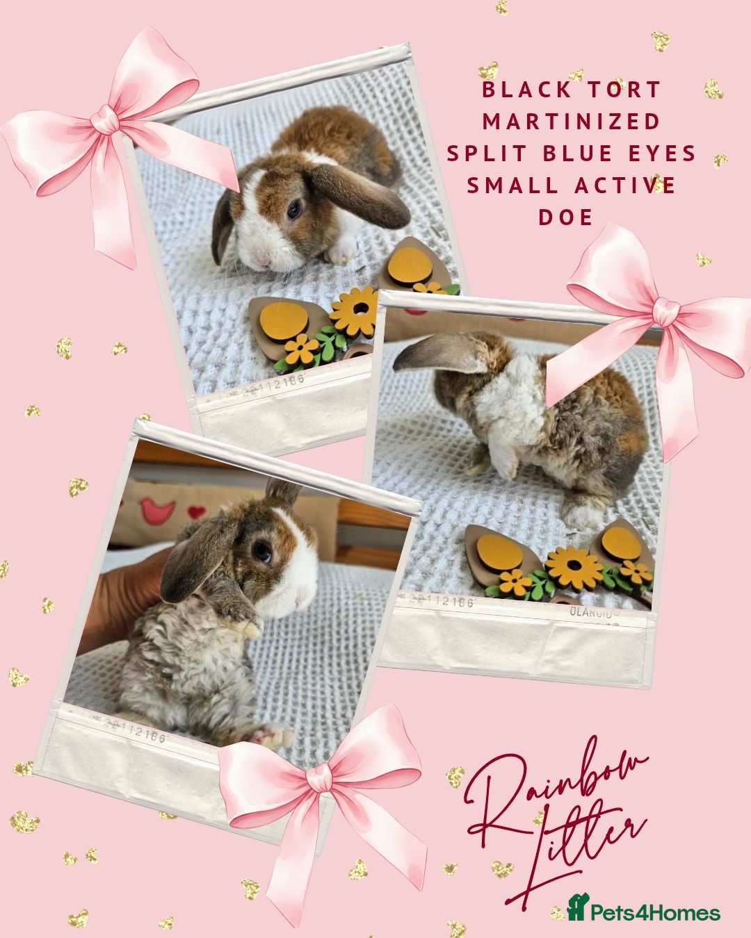 Mini Lop rabbits Mini Plush Lops - Rainbow Litter Suffolk - Advert 2
