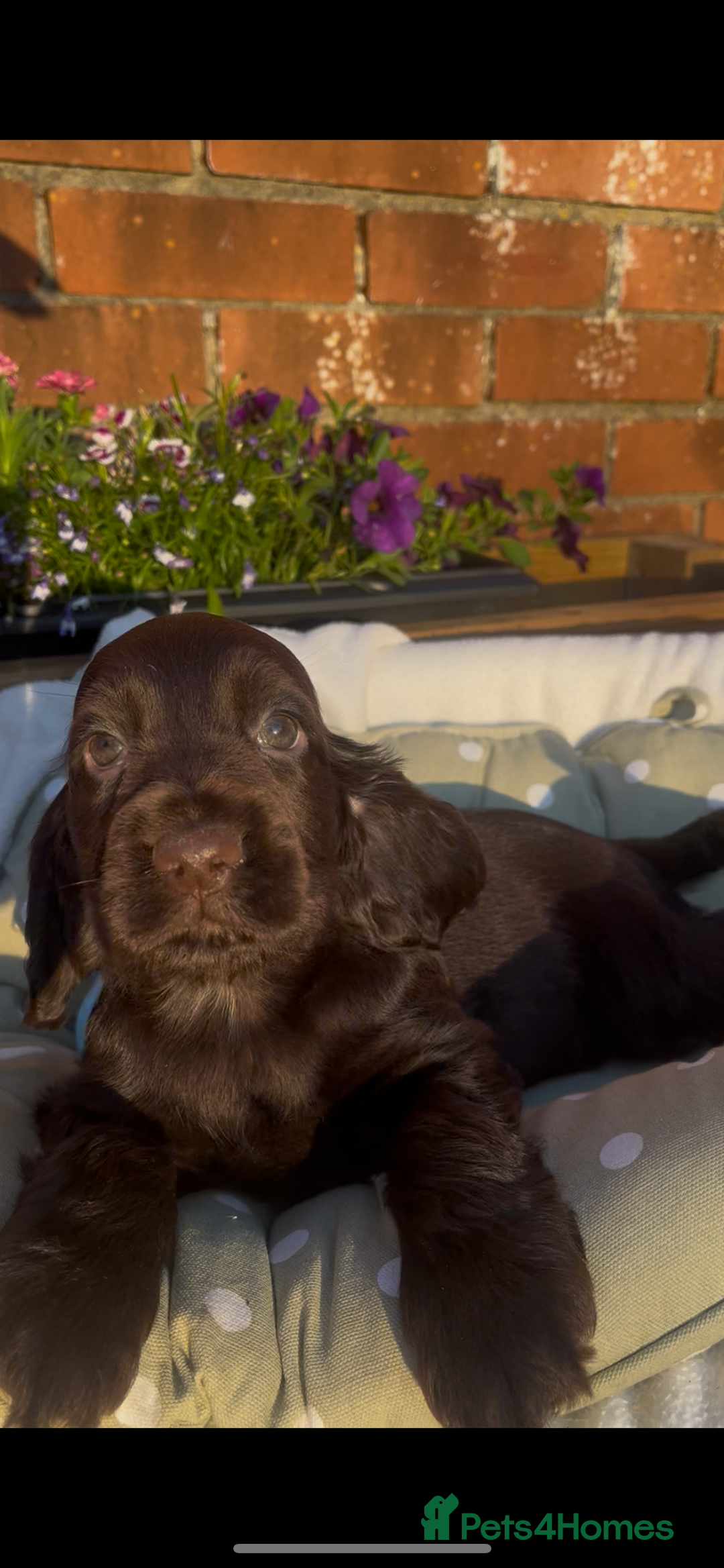 Cocker Spaniel dogs for sale: 🌟Gorgeous 100% show type cocker spaniel puppies🌟 - Image 9