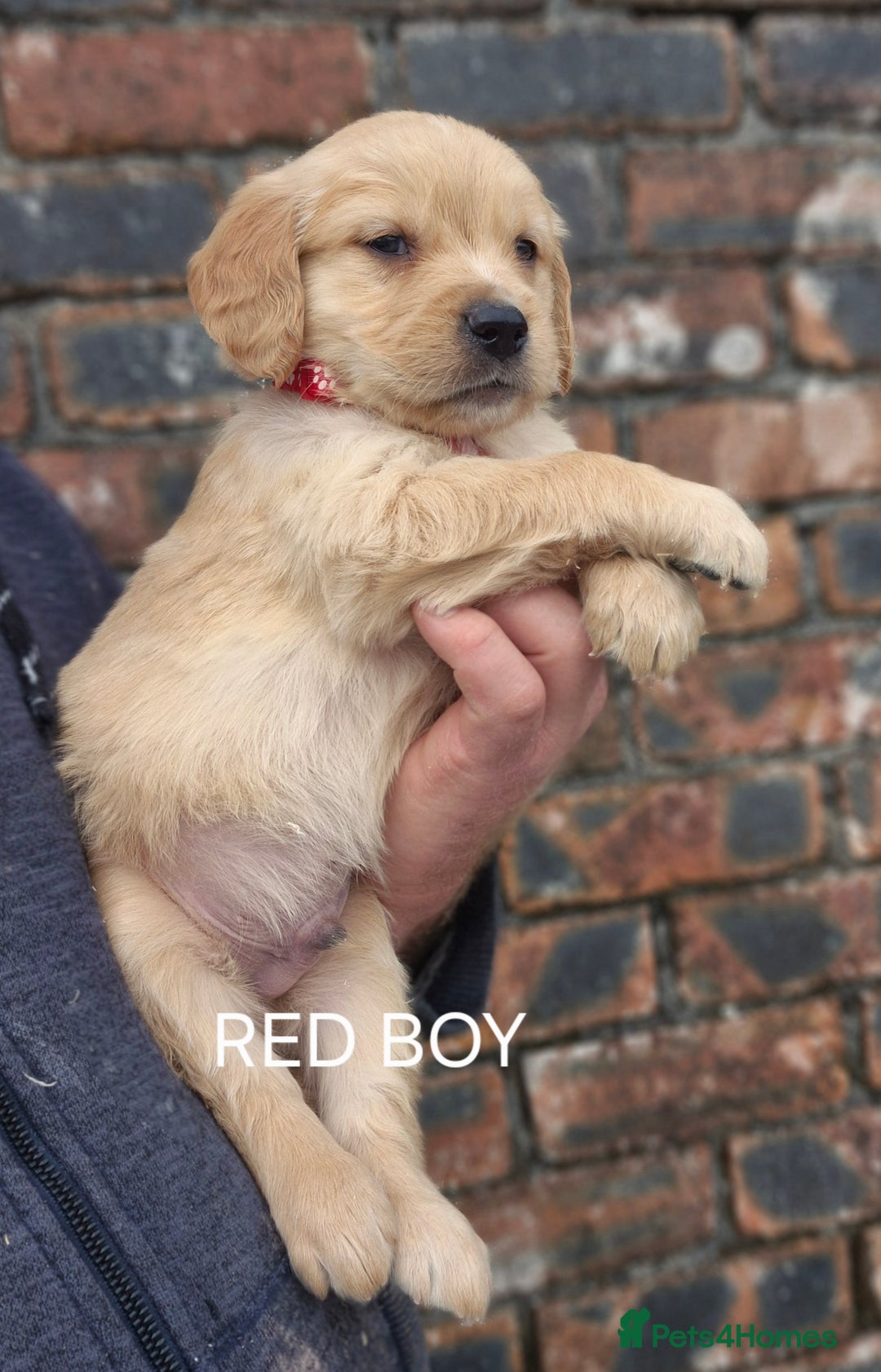 Golden Retriever dogs for sale: KC GOLDEN RETRIEVER PUPPIES HEALTH TESTED PARENTS  - Image 17