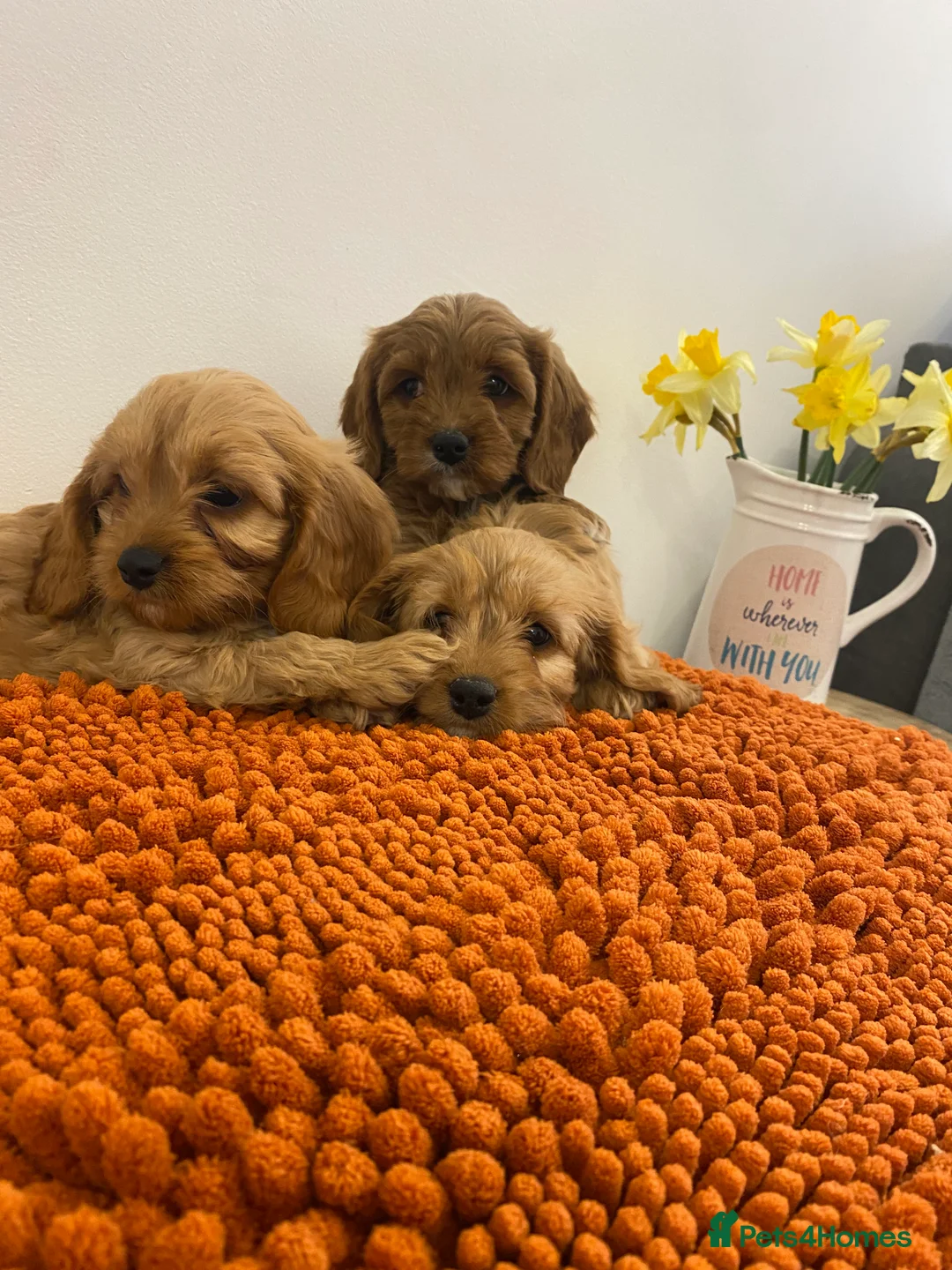 Cavapoo dogs for sale: F1 Cavapoo puppies  - Advert 3