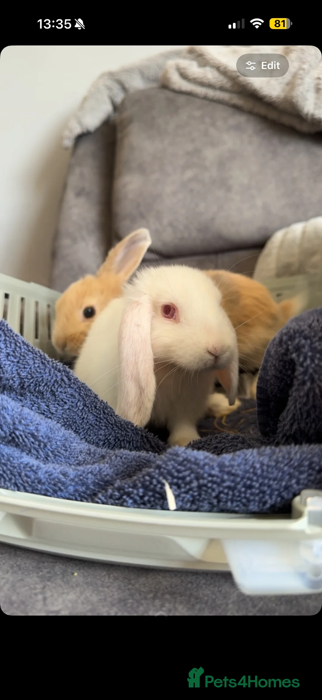 Mixed Breed rabbits for sale: Rabbits looking for their forever home - Advert 2