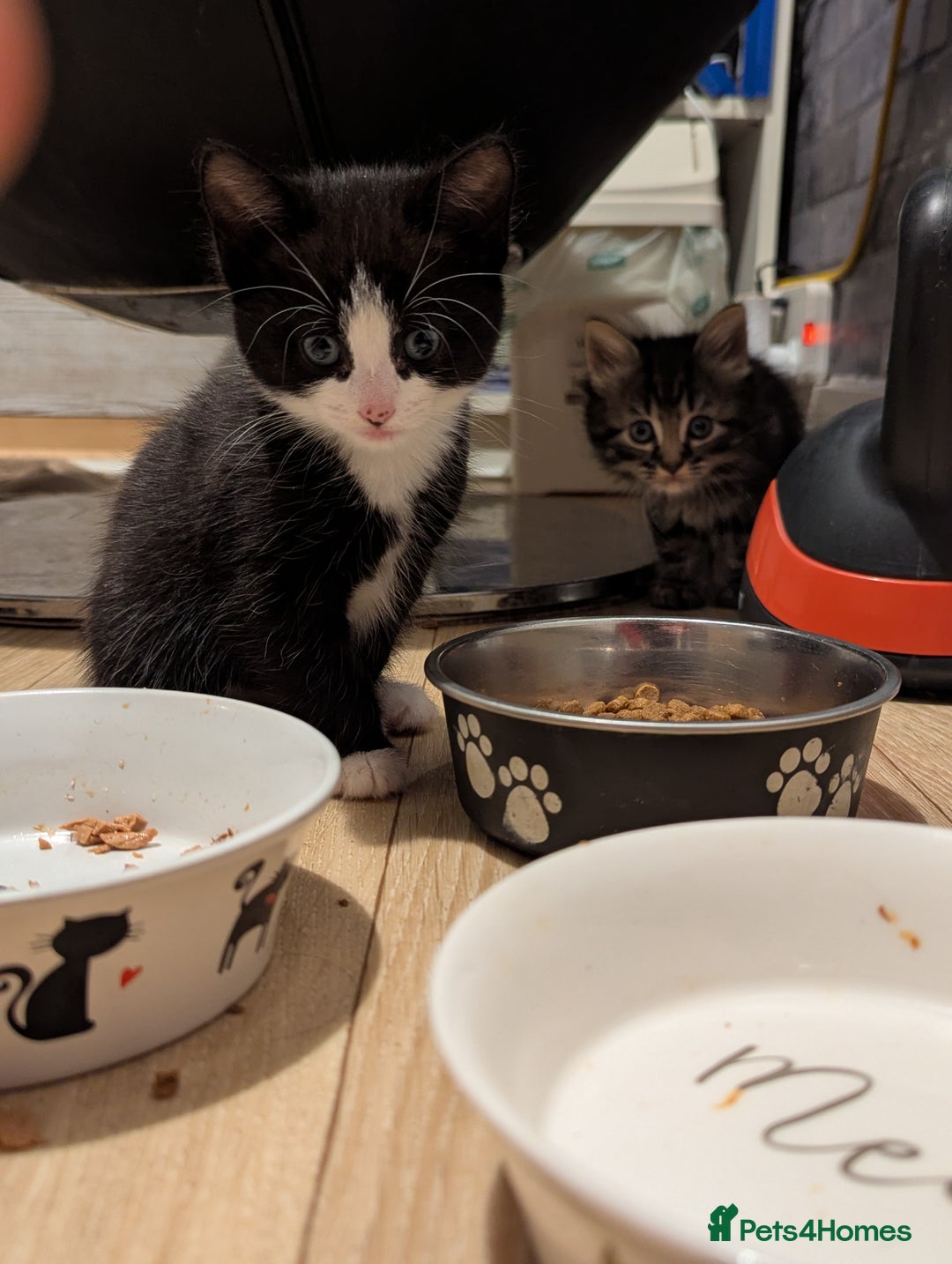 Bombay cats for sale: Beautiful kittens perfect for  **   ** s  - Advert 22