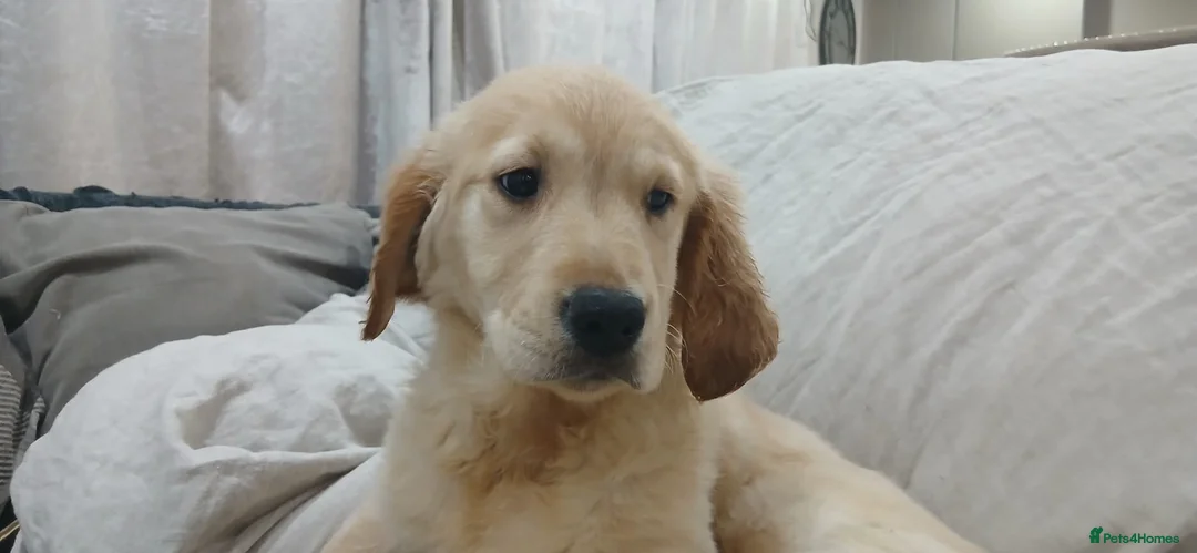 Golden Retriever dogs for sale: Ready  to leave GOLDEN RETRIEVERS.  - Advert 1