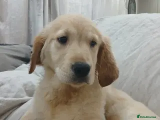 Golden Retriever dogs Ready to leave GOLDEN RETRIEVERS. - Advert 2